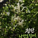 낭만오징어 - 북구 첨단연신로108번길 51-20 | [광주 북구 첨단 신용동 맛집] 낭만오징어 내돈내산 솔직후기//오징어회, 대광어회 맛집