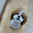 고기맘마 이미지
