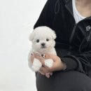 야옹아 멍멍해봐 삼각점 이미지