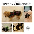 지오디독 이미지