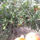 봉양119안전센터 이미지