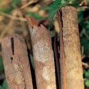 서수약국 | [건강 식품] 시나몬(계피) 세계 3대 향신료 시나몬의 종류 효능 먹는법