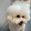 우리집강아지 | 눈물많은 우리집강아지 결국수술..🥹 #내돈내산 리얼후기