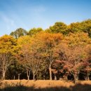 분당-145 이미지