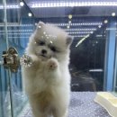 멍앤냥 강아지고양이 안양점 이미지