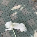 뭉치펫 | [댕댕이펫살롱 산본] 김뭉치 미용 후기