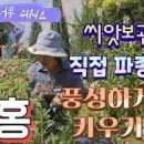 천일홍 키우기 씨앗 파종시기 모종심기 꽃말 효능(초화류 뜻) 이미지