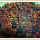 순천-63호 이미지