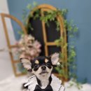 마미몽 펫샵 이미지