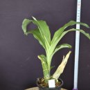 Clowesia Rebecca Northen x Catasetum expansum)클로웨시아 레베카 노텐 ×카타세툼 엑스판섬 이미지