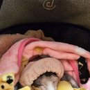 물설사로 고생중인 구내염 밍키 이미지