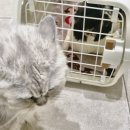 금빛동물병원 이미지