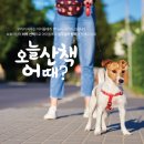 Dr.JK 동물병원 | 일산 닥터독동물병원 관절염 예방을 위한 산책챌린지 방문후기