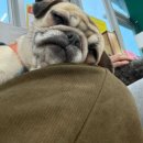 약지애견카페 | [인천 강아지카페] 약지상주애견카페 솔직후기