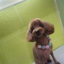 도도애견샵 이미지