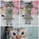 댕냥이살롱 이미지