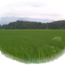 향기고운 이미지