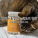 도담캣 이미지