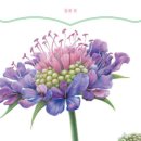 꽃과 식물그림 보타니컬 아트 네이버블로그