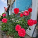 유구매운탕 이미지