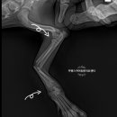 부평24시 SKY 동물의료센터 이미지