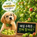 은행정농장 | 청매실 vs 황매실, 뭐가 다를까요?아산 매실농장 직거래 완전 가이드 🍋