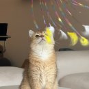 캣파라다이스 이미지