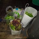 친환경나눔텃밭 | 서울 관악구 강감찬 텃밭- 청년치유힐링팜 상추 첫 수확!!!