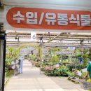 [식물] 식집사라면 꼭 가봐야 할 곳! 파주 &#39;조인폴리아&#39; 방문 후기
