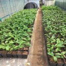 관성1리 이미지