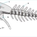 모노로포사우루스 이미지