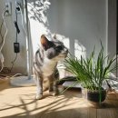 우리집고양이 | 챗GPT 커스텀 펫｜회사에 우리집 고양이가? 직접 만들어본 후기·방법