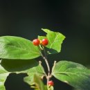 작은나무 이미지