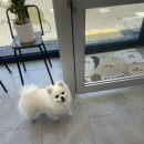 귀빈펫살롱 이미지