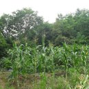 지일농장 이미지