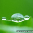 풀잎 위의 이슬 이미지