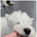 부산강아지분양 유독 이미지