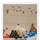 부산애견호텔 강아지유치원 애견미용 맘바이 수영구점 이미지