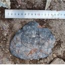 전남 신안 섬에서 육식·초식 공룡알 화석 동시 발견 이미지