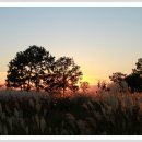 하늘공원 이미지