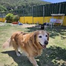 숲속댕토리애견유치원 | 양산애견호텔 : 강아지도 나도 행복했던, 숲속댕토리애견유치원