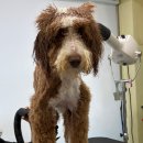 포테이토 독 이미지