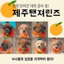 금배네 민박 이미지