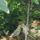 별이와콩이 이미지