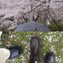 구의문주차장~어린이회관정문 | 어린이대공원 벚꽃 데이트 코스 추천 주차 정보