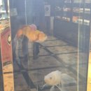 동대 | 서울 중구 동대입구역 태극당 베이커리 후기