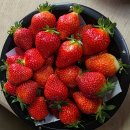 월산농장 | 경주, 울산 로컬 딸기 맛집 수경재배 농장 월산 농원