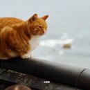 둥굴레펜션 | 강원도 양양 관광지 추천 낙산사 주차 산책 카페 후기