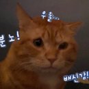 딩굴딩굴