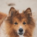 [단기강좌] 바른 걸음 발 건강 | 서울 반려동물 시민학교 무료 수강신청 방법! 2025 여름학기 핵심 정보